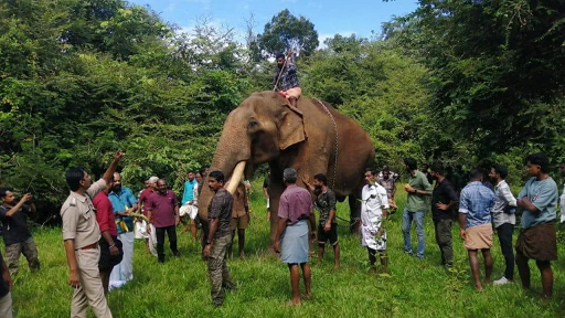 സിനിമ ഷൂട്ടിംഗ് സെറ്റില്‍നിന്നും കാട് കയറിയ ‘പുതുപ്പള്ളി സാധു’വിനെ കണ്ടെത്തി